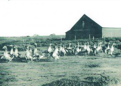 A flock of geese spread across a farmyard, a barn behind them.
