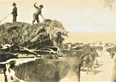 Ranch hands pitch hay from a stack to cattle gathered around a wagon.