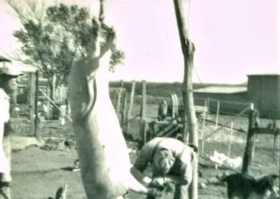 Two men butcher a hog hung from a wooden frame in a farmyard.